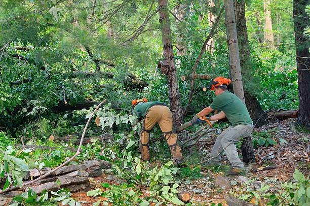 Trusted Farragut, TN Tree Service Experts